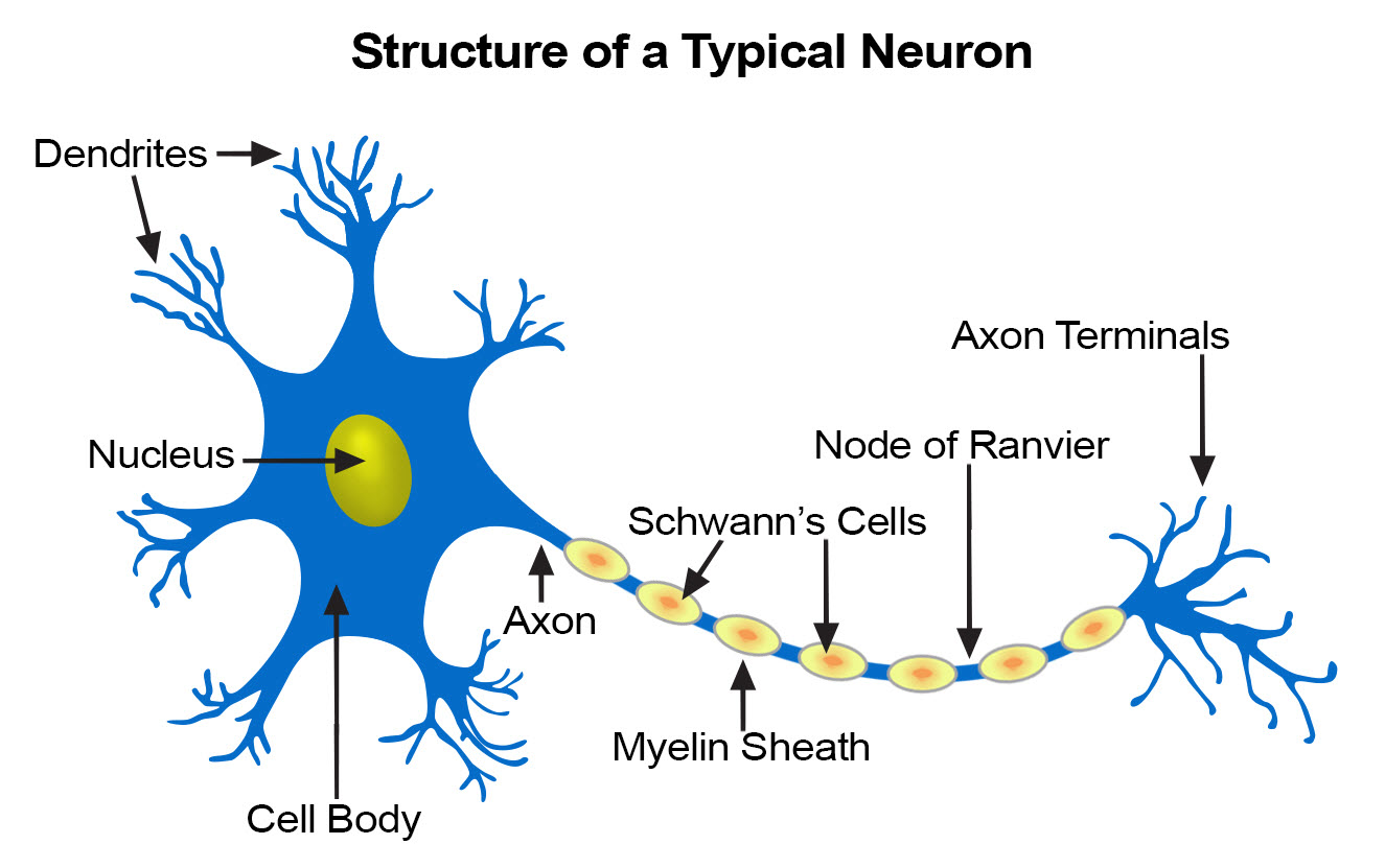 Neuron Structure.