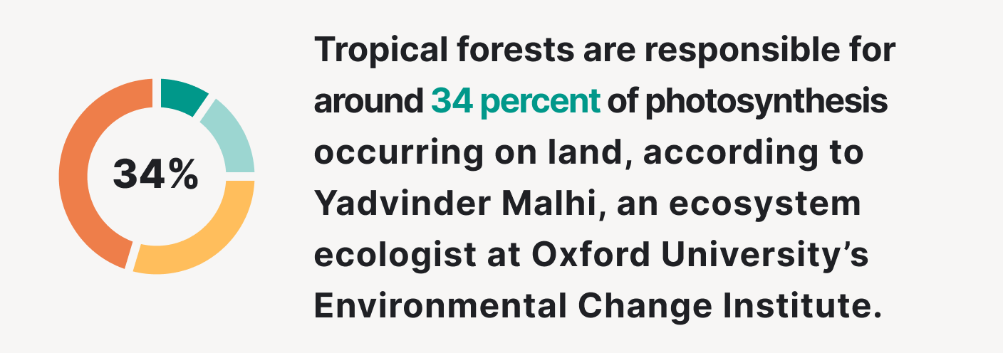 Tropical forests are responsible for around 34 percent of photosynthesis occurring on land.