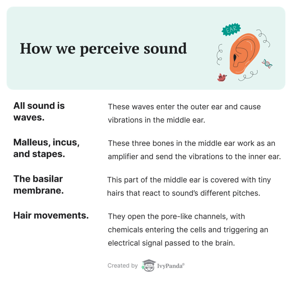 The picture explains how people perceive sound.