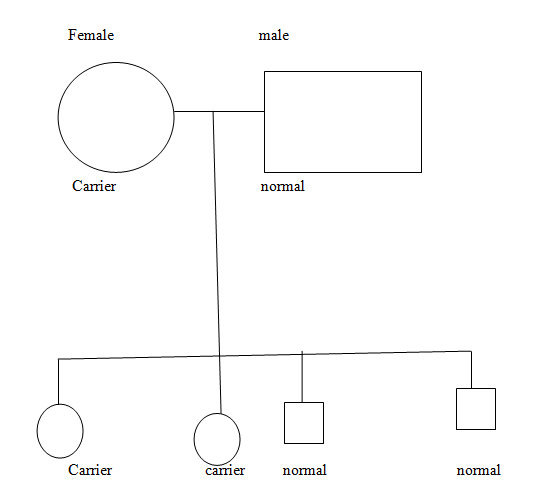 Punnet square diagram 2