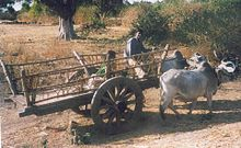 Oxen being used for transport in olden days