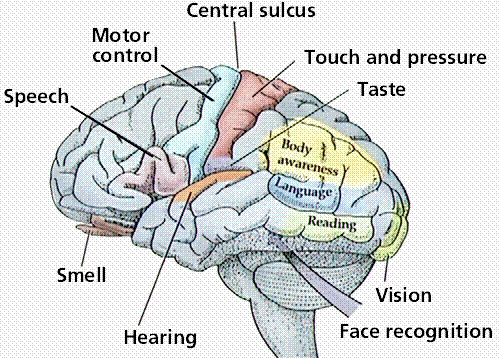 Various parts of the brain and the responses to stimuli.