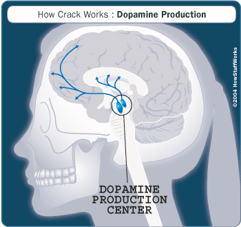 How Crack Works: Dopamine Production.