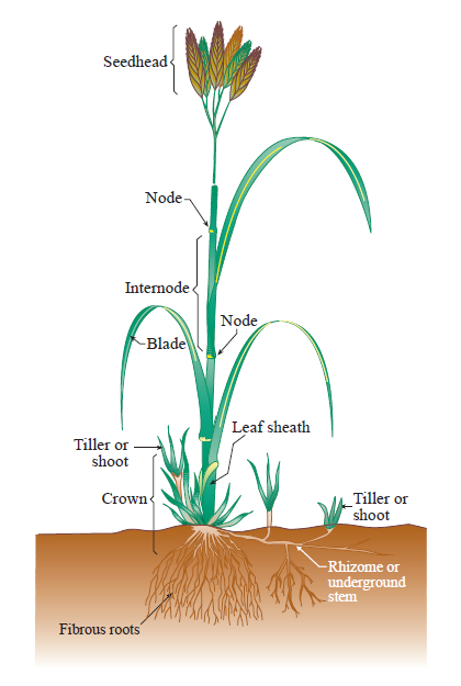 The different parts of a grass plant