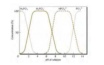 Solubility of Phosphate in the Soil