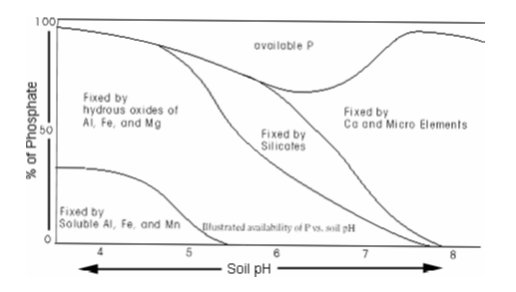 Solubility of Phosphate in the Soil