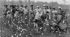 Picture of black slaves working in a cotton fam.