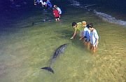 Tourist feeding dolphins