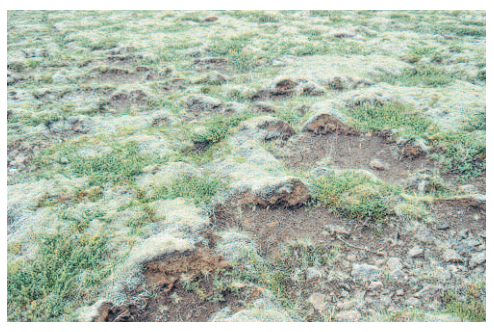 Moss on eroded soil surface.