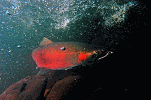 A picture showing a Coho salmon making its way to Sandy fish hatchery.