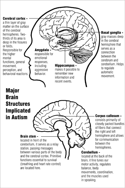 Brain structures linked to ASD.