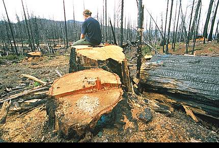 short essay about illegal logging