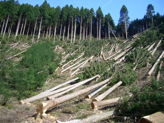 A diagram showing deforestation.