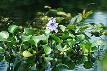 Water hyacinth Flowers