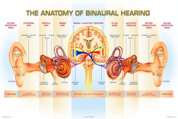 The anatomy of binaural hearing.