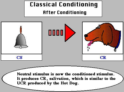 Classical conditioning after conditioning.