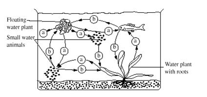 During daytime, the organisms inhale or exhale (a) or (b) as pointed by the arrows