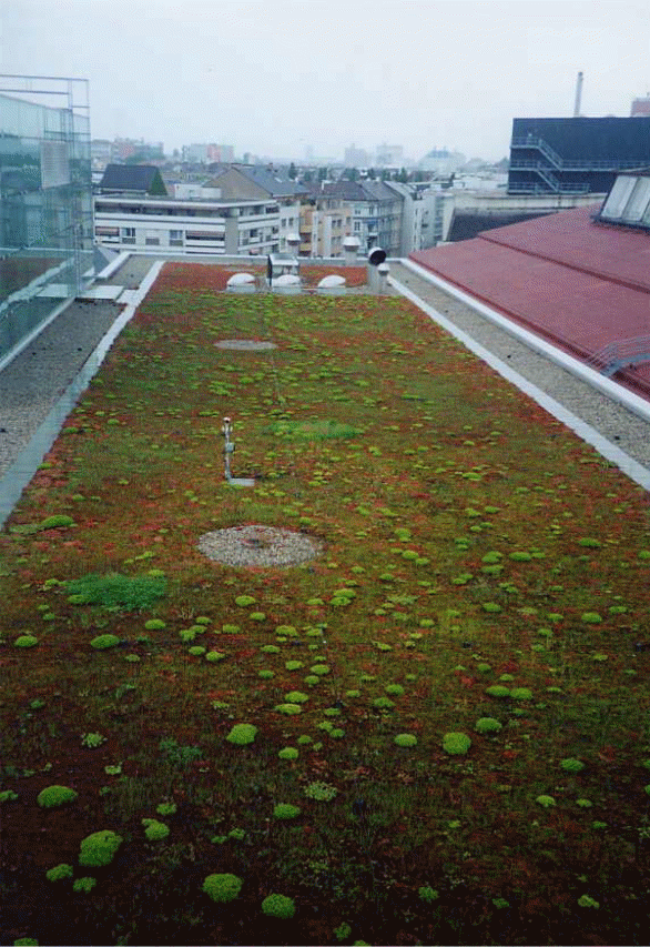 Green roof system in Manhattan