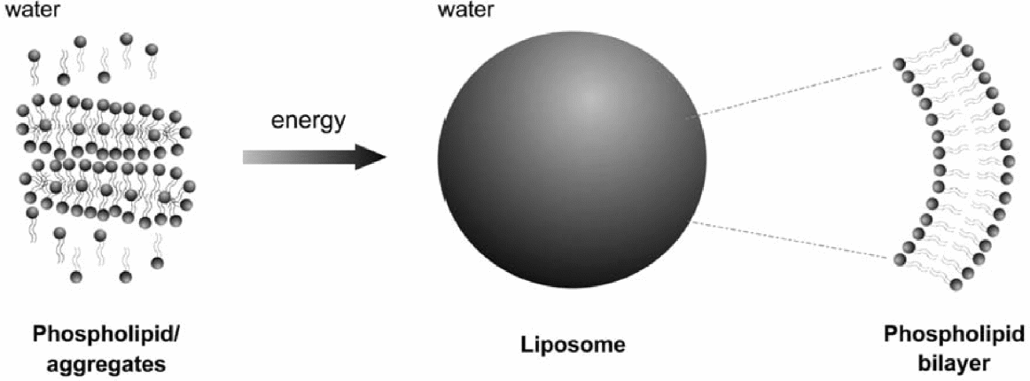 Formation of liposomes and nanoliposomes from phospholipids