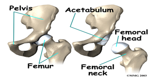 The head of the femur interlocks the acetabulum that is located besides the pelvis