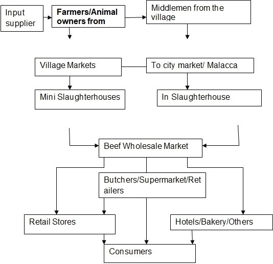 Schematic description of the beef value chain