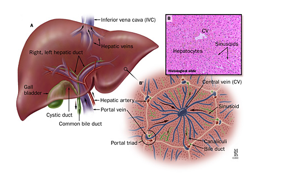 A: Normal Anatomy of the liver, B: Histological view