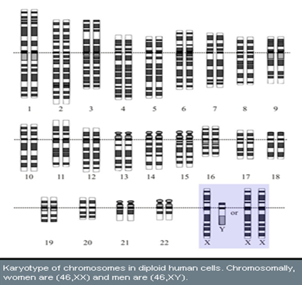 Karyotype of chromosomes in diploid human cells