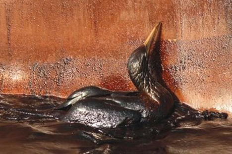 A Seabird Affected by the Deepwater Horizon Oil Spillage.