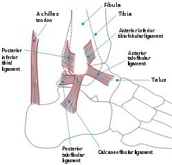 Diagram showing the ankle and the surrounding bones.