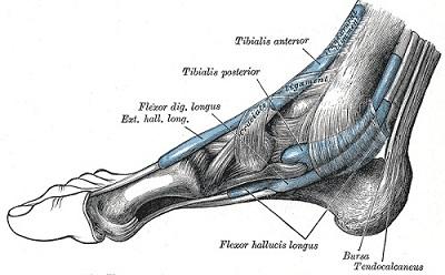 Diagram showing muscles of the lower leg.
