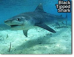 Black Tipped Shark