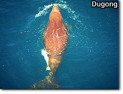 Dugong