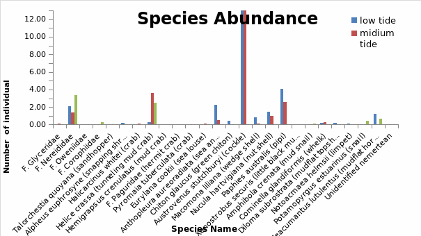 A graph of the Species abundance collected from the five stations in the Waiwera Estuary.