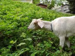 A goat grazing in a garden