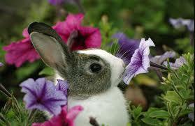 A rabbit resting in a home garden