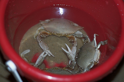 Seen here are the live crabs without the shrimp and seawater placed in