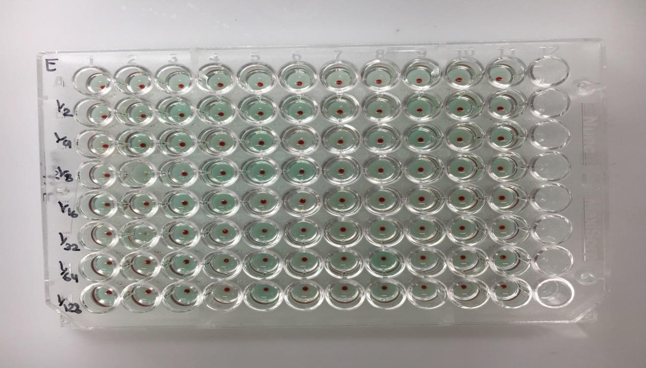 Microplate well used in the detection of anti-E antibodies
