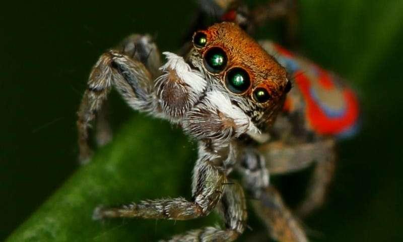  Male Maratus jumping spider.
