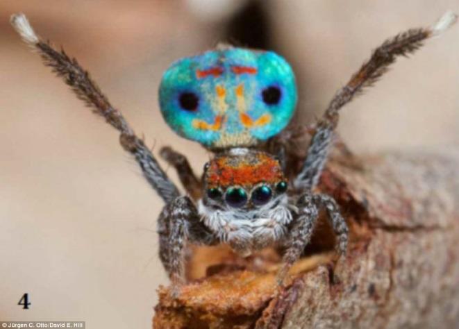 Male peacock spiders extend their legs and flash their colourful, iridescent abdominal flaps to attract.
