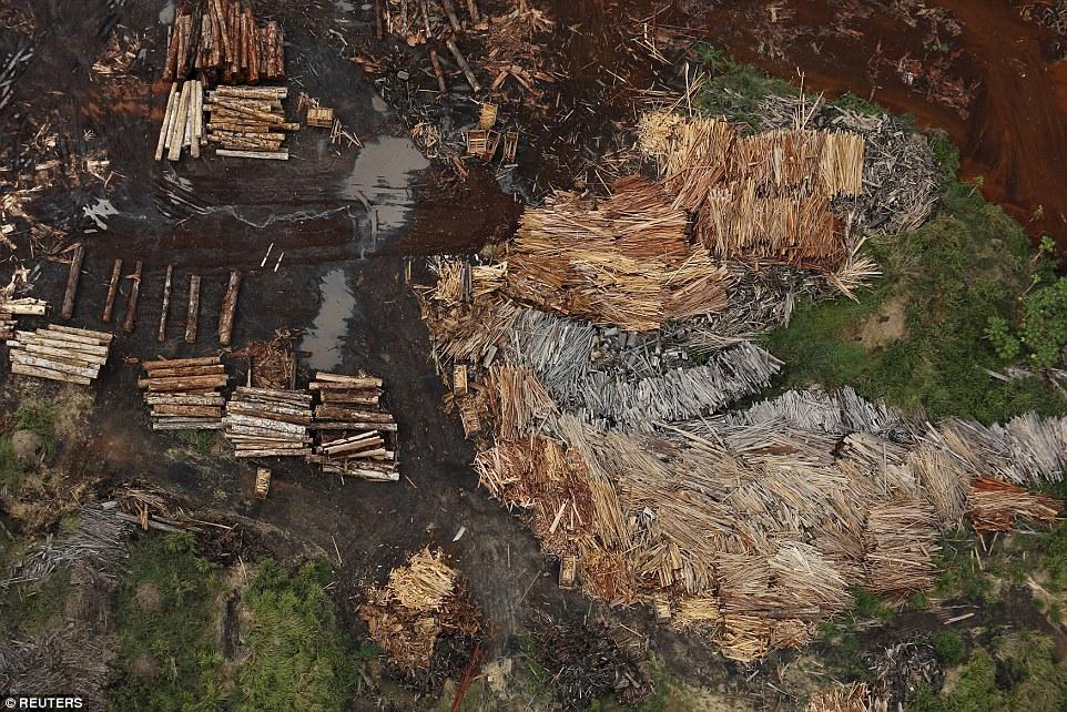An Illegal logging sawmill Rondonia State in Brazil in 2015.