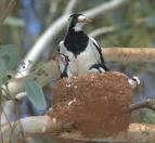 Magpie lark on a nest.