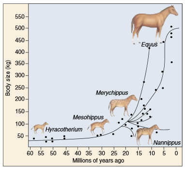 Changes in Horse Size.
