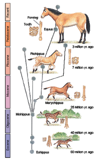 The horse evolutionary tree through time.