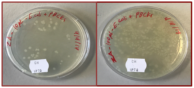 Growth result of 10 µl and 100 µl of E. coli transformed with a ligation product on LB plates with chloramphenicol and IPTG.