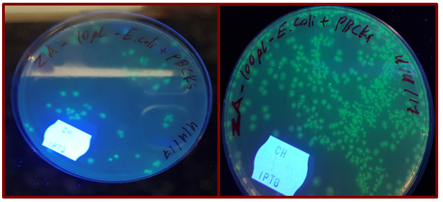 Growth result of 10 µl and 100 µl of E coli transformed with a ligation product on LB plates with chloramphenicol and IPTG under UV light.