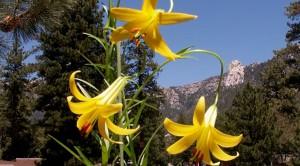 Yellow Lily, The Native San Jacinto Plant.