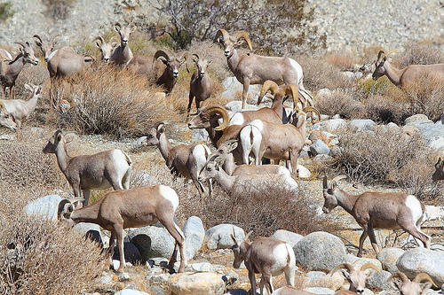 Desert Bighorn Sheep, Whitewater Preserve.