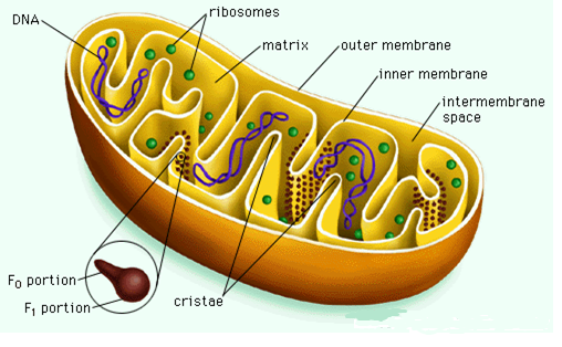 essay on cell organelles