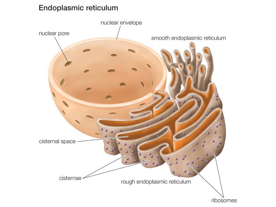 The Structure of Rough ER and the nucleus.