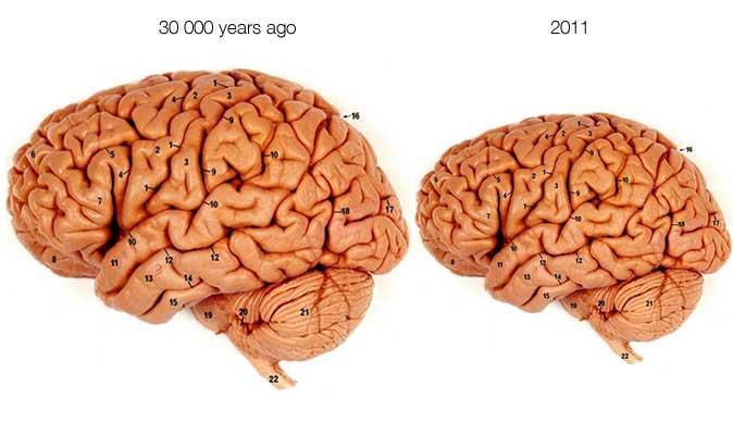 Evolution of the Human Brain (2011)
